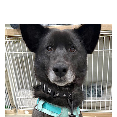 登録している生体