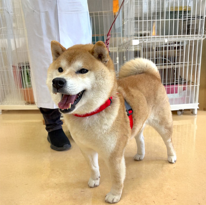 登録している生体