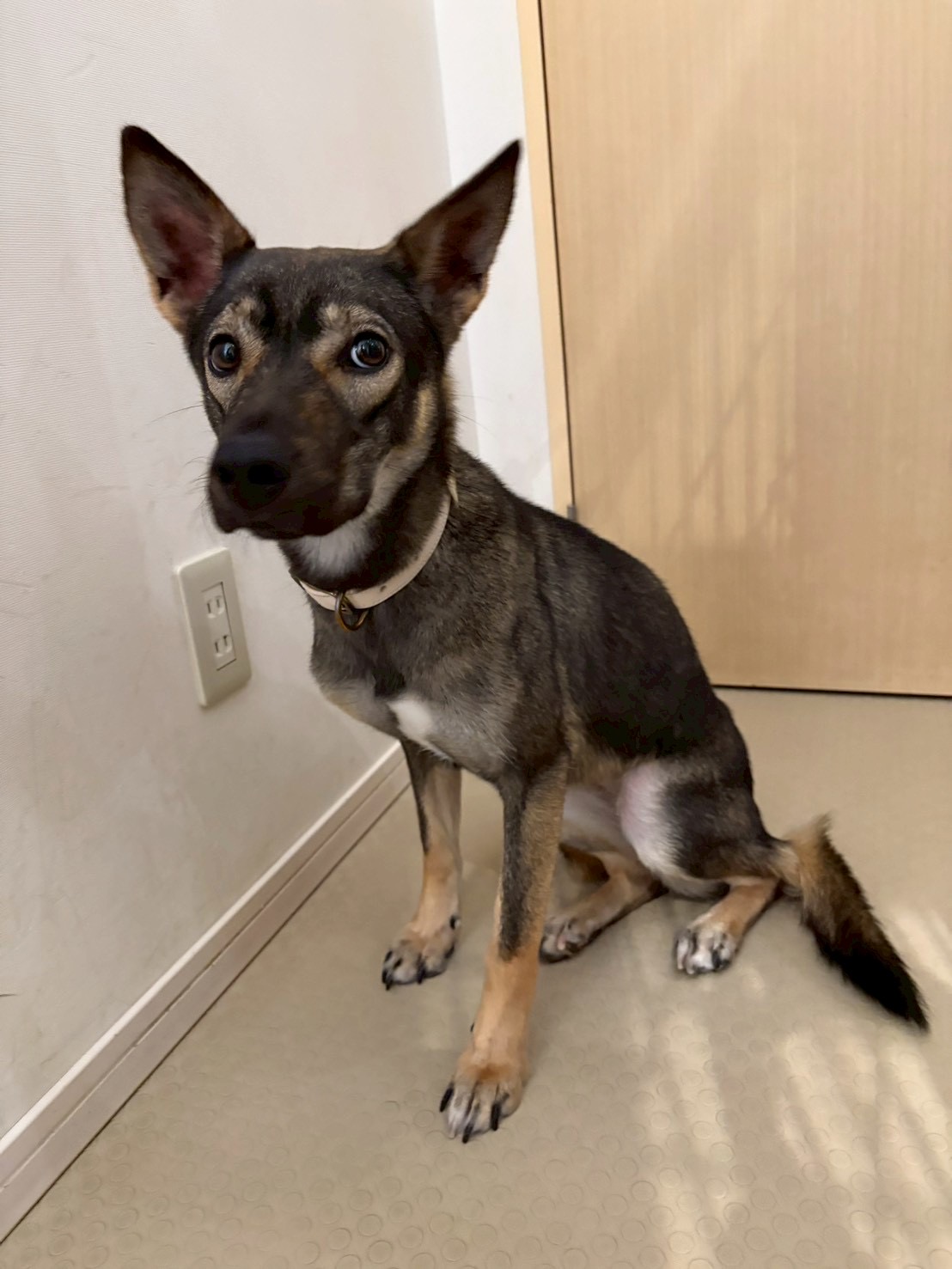 登録している生体