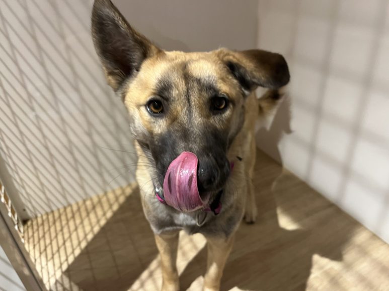 和三盆（わさんぼん）