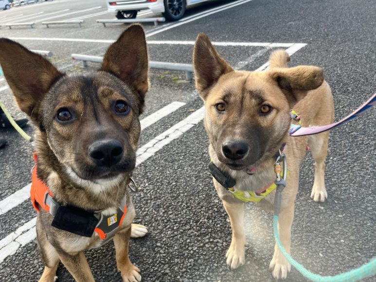 和三盆（わさんぼん）