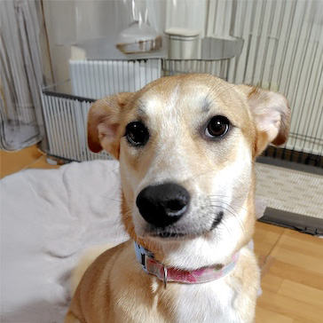 登録している生体