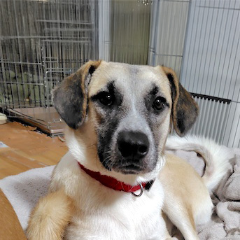 登録している生体