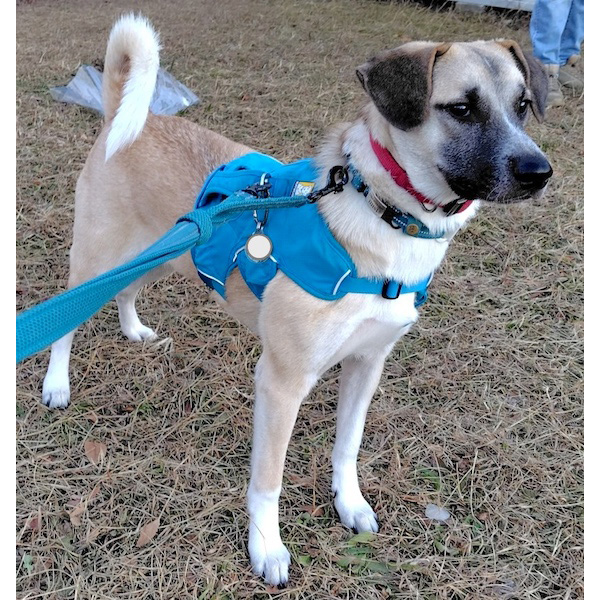 桃之介（もものすけ）