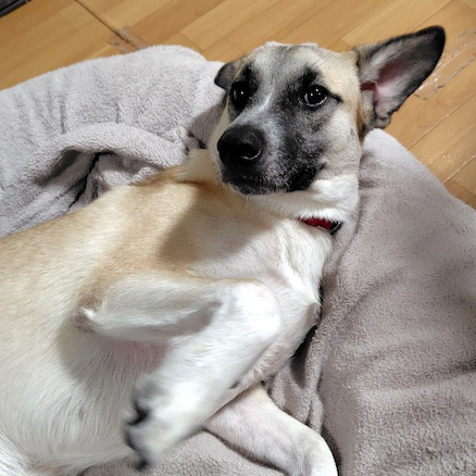 桃之介（もものすけ）