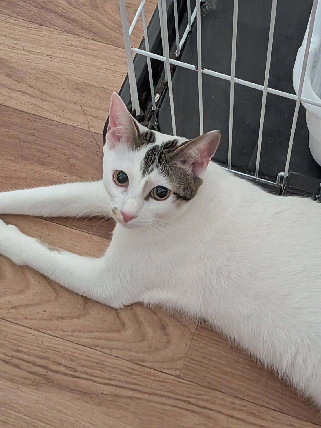 登録している生体