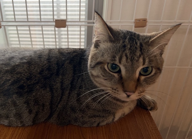 登録している生体