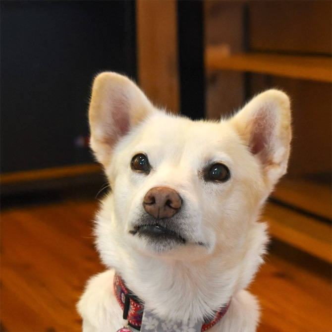 登録している生体