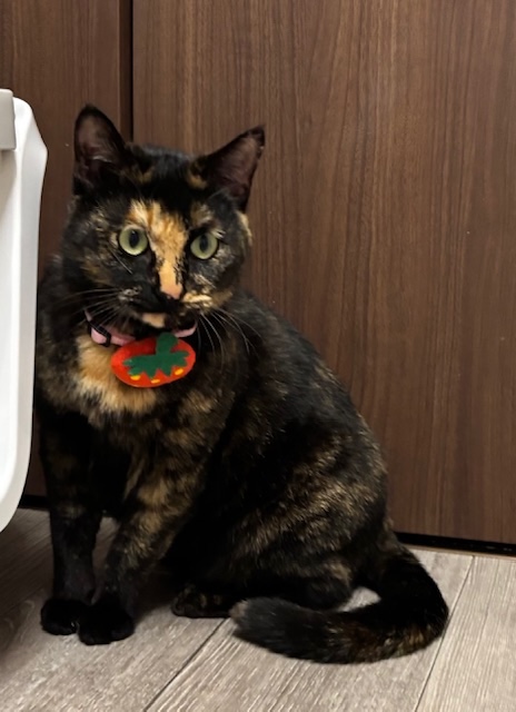 登録している生体