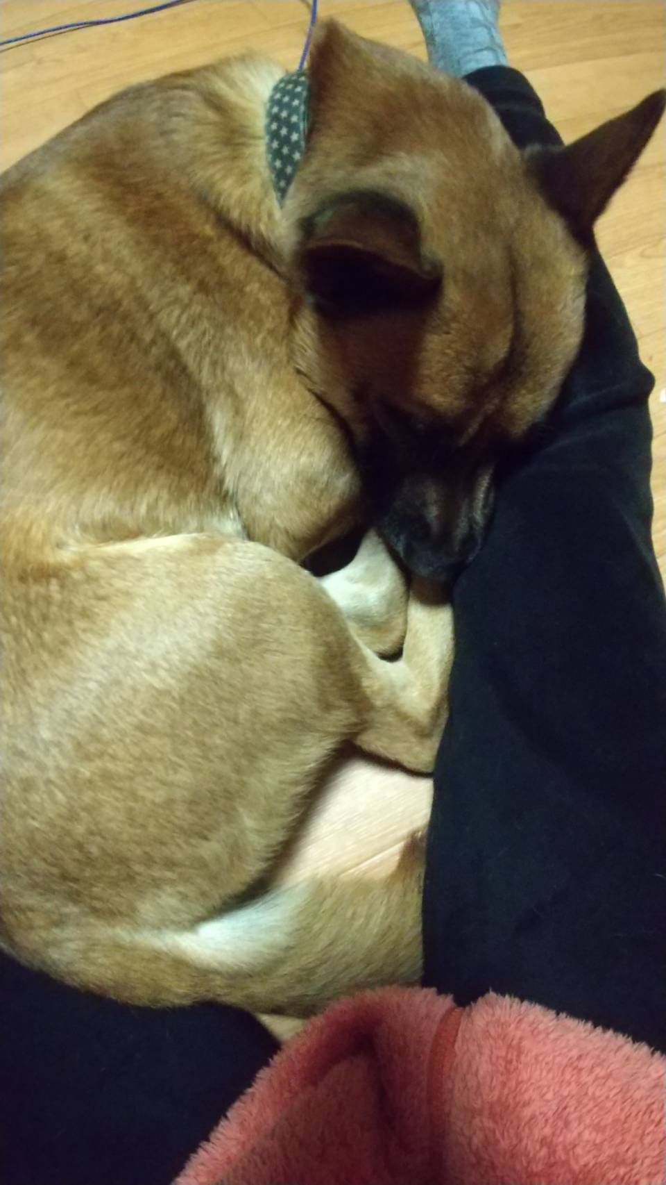 ちび之丞（ちびのじょう）