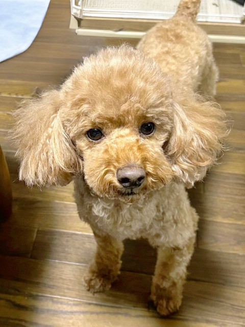 トイ・プードル