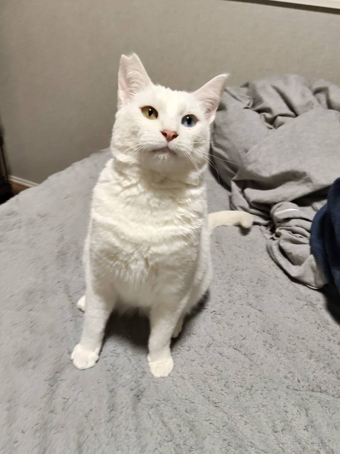 登録している生体