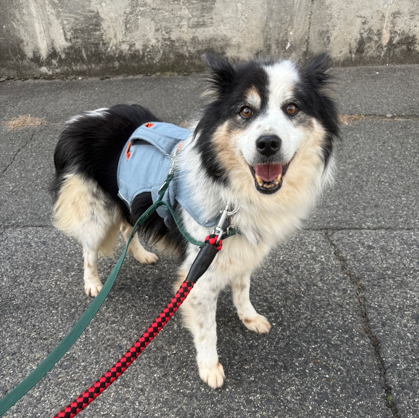 登録している生体