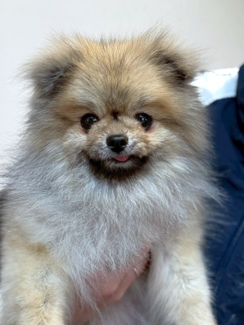 ポメラニアン