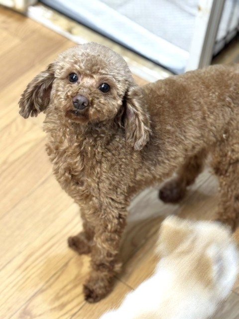 トイ・プードル