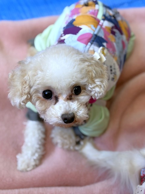 トイ・プードル