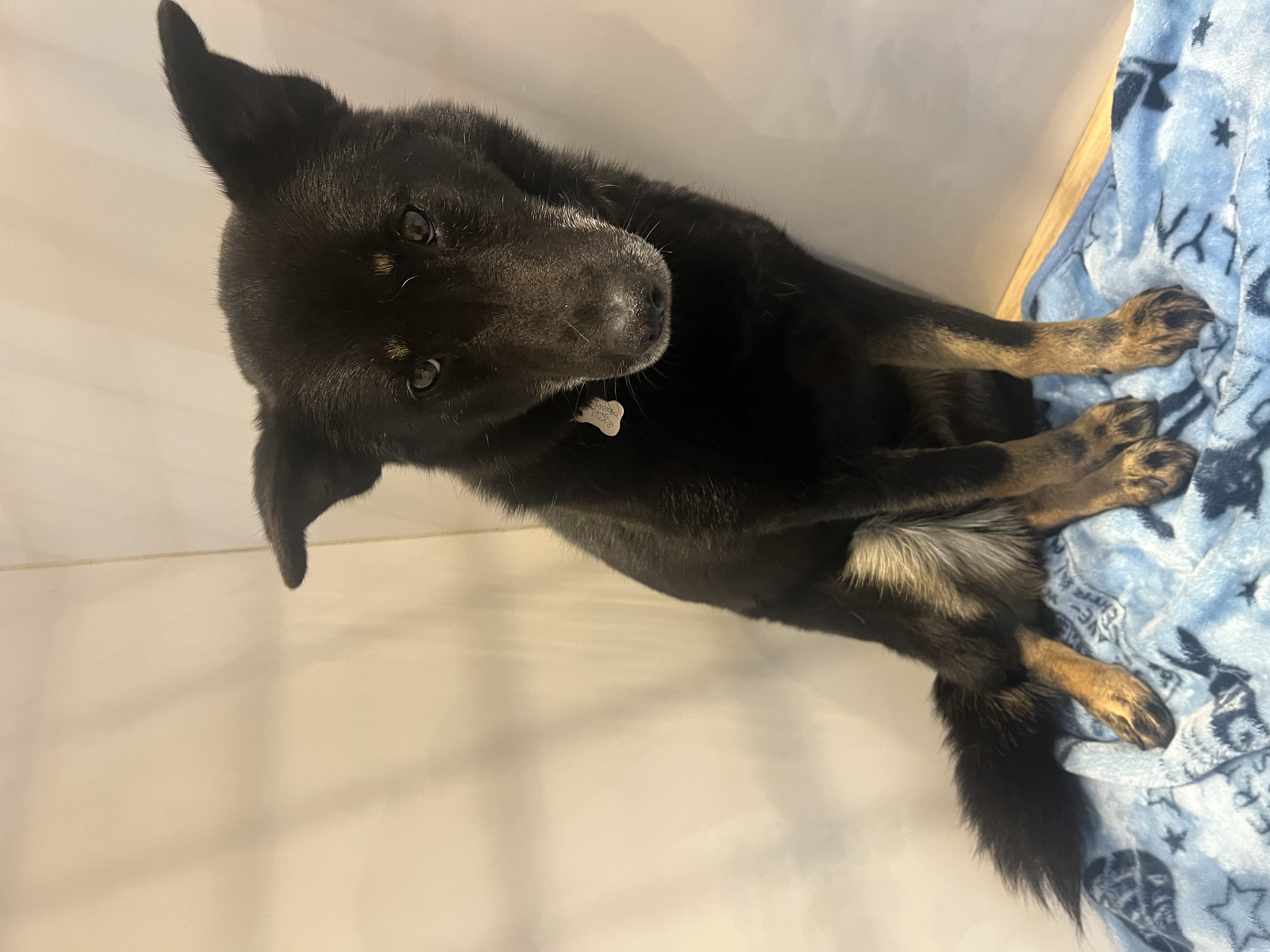 登録している生体