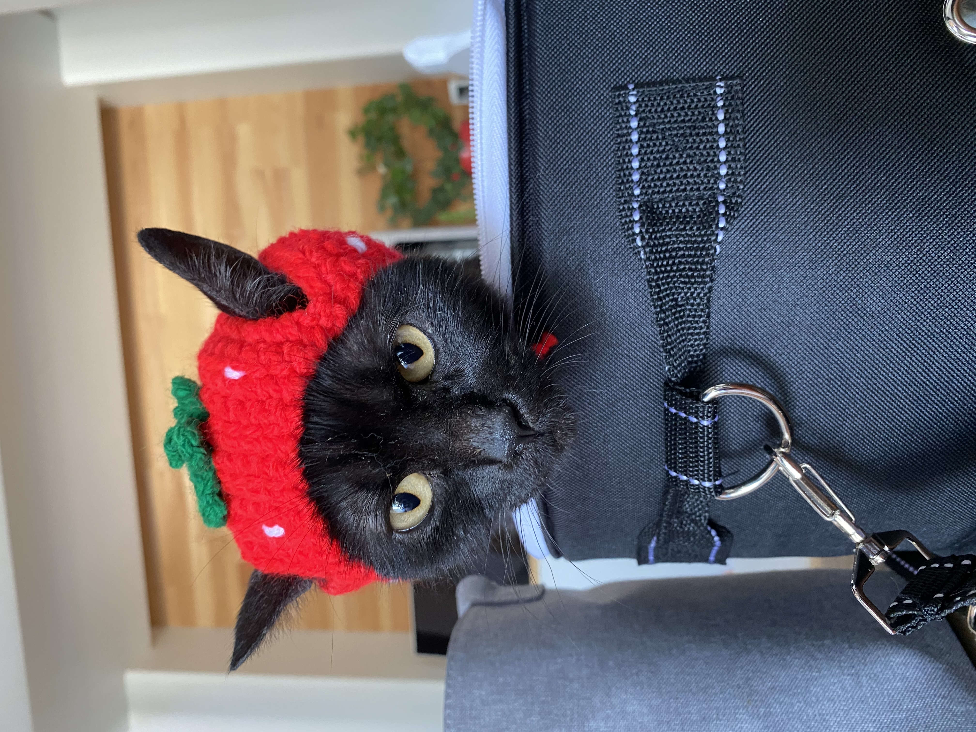 一期（ICHIGO）ねこ