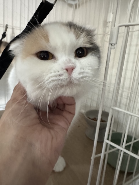 登録している生体