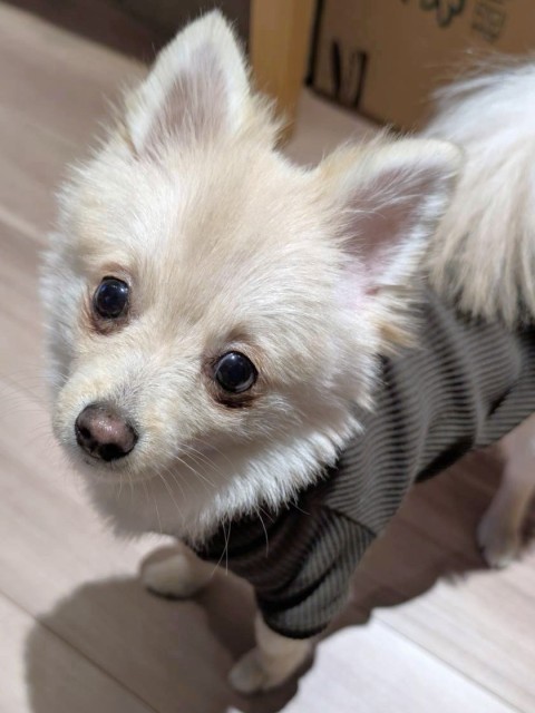 ロイト
