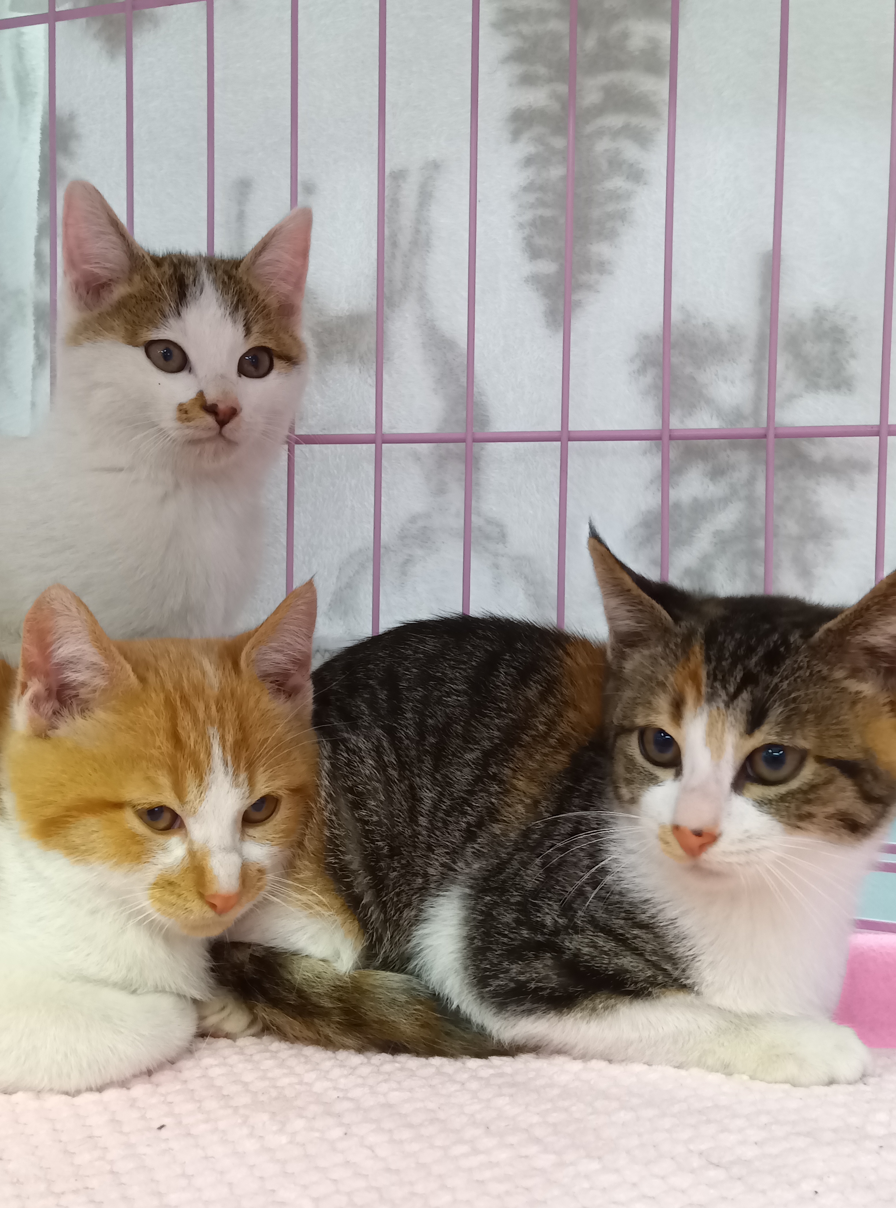 キャット　ハピネス