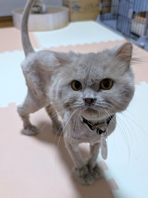 ブリティッシュロングヘア