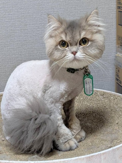 ブリティッシュロングヘア