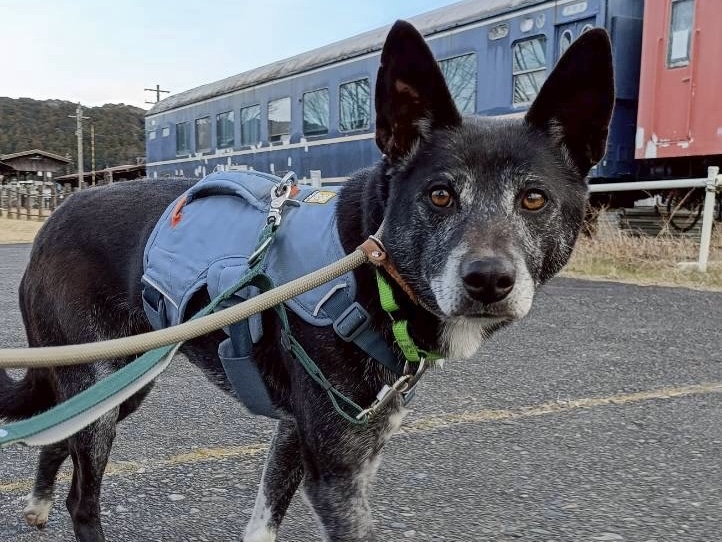 登録している生体