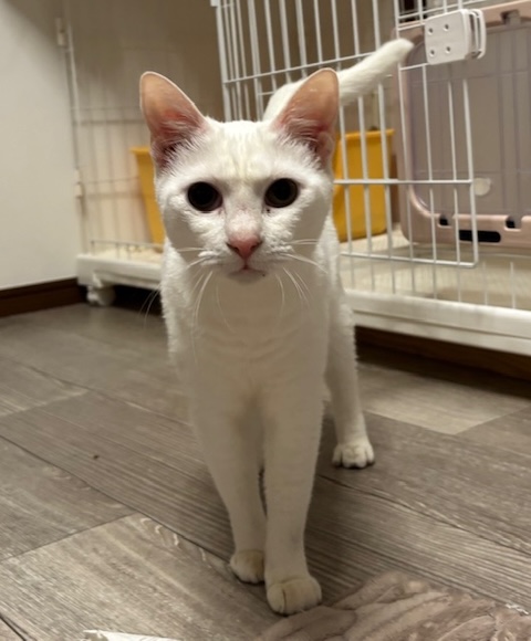 登録している生体