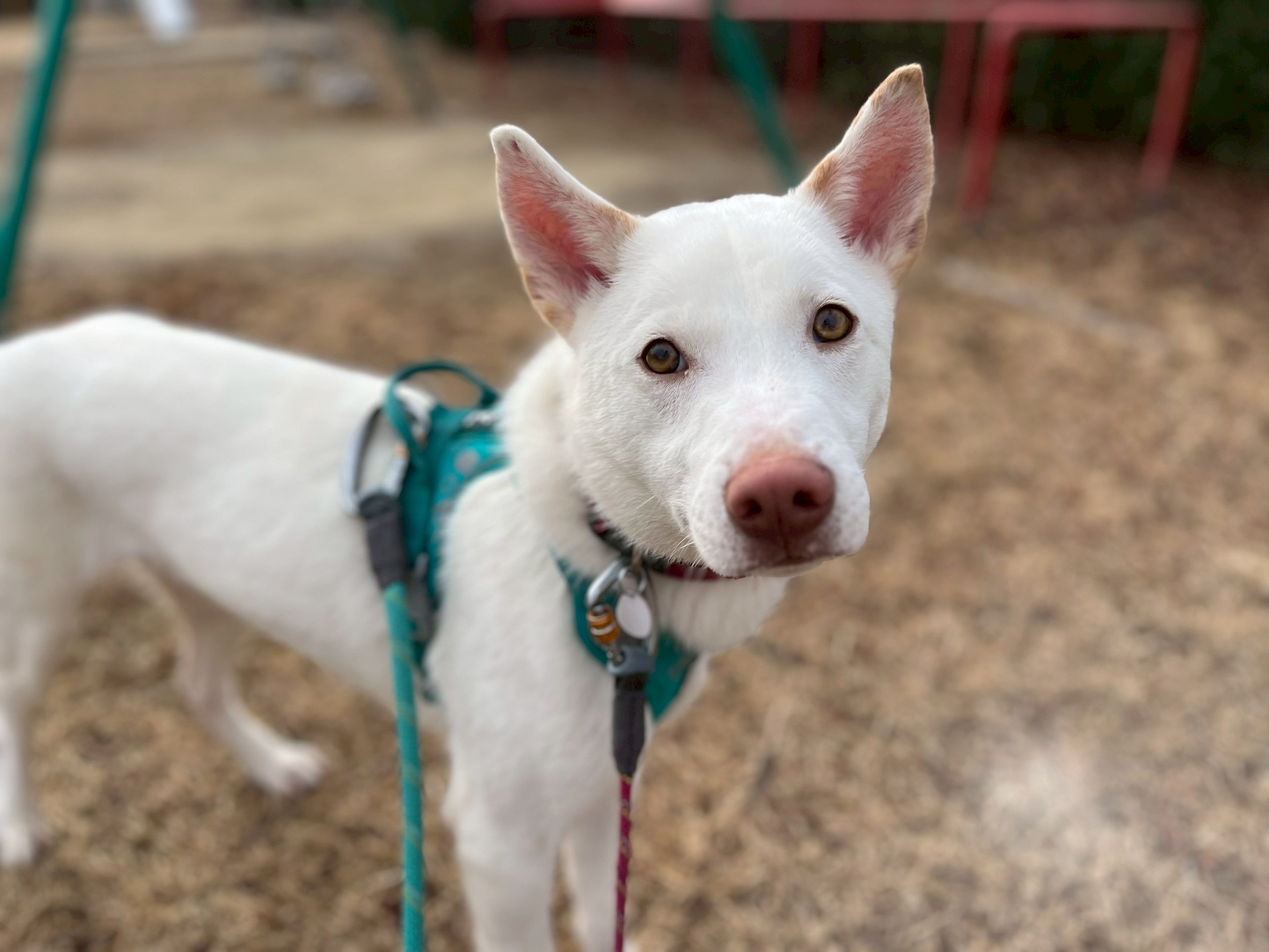 登録している生体