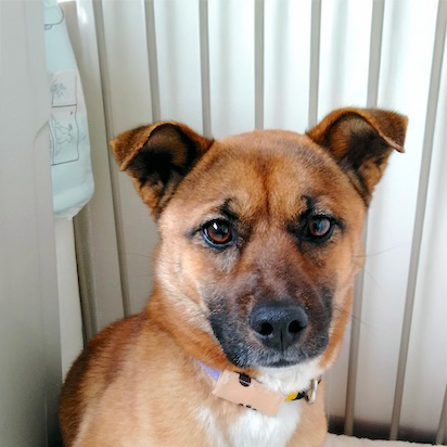 登録している生体