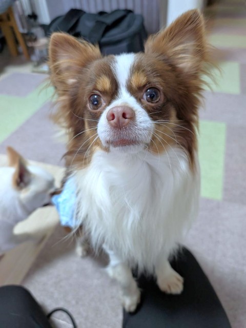 登録している生体