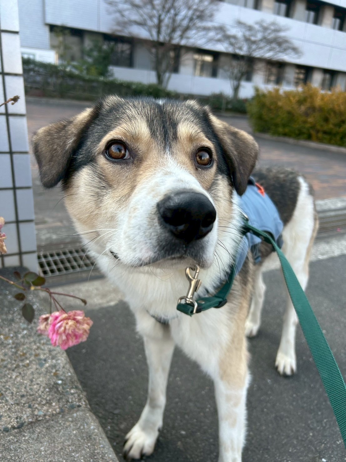 登録している生体