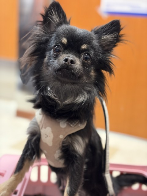 登録している生体