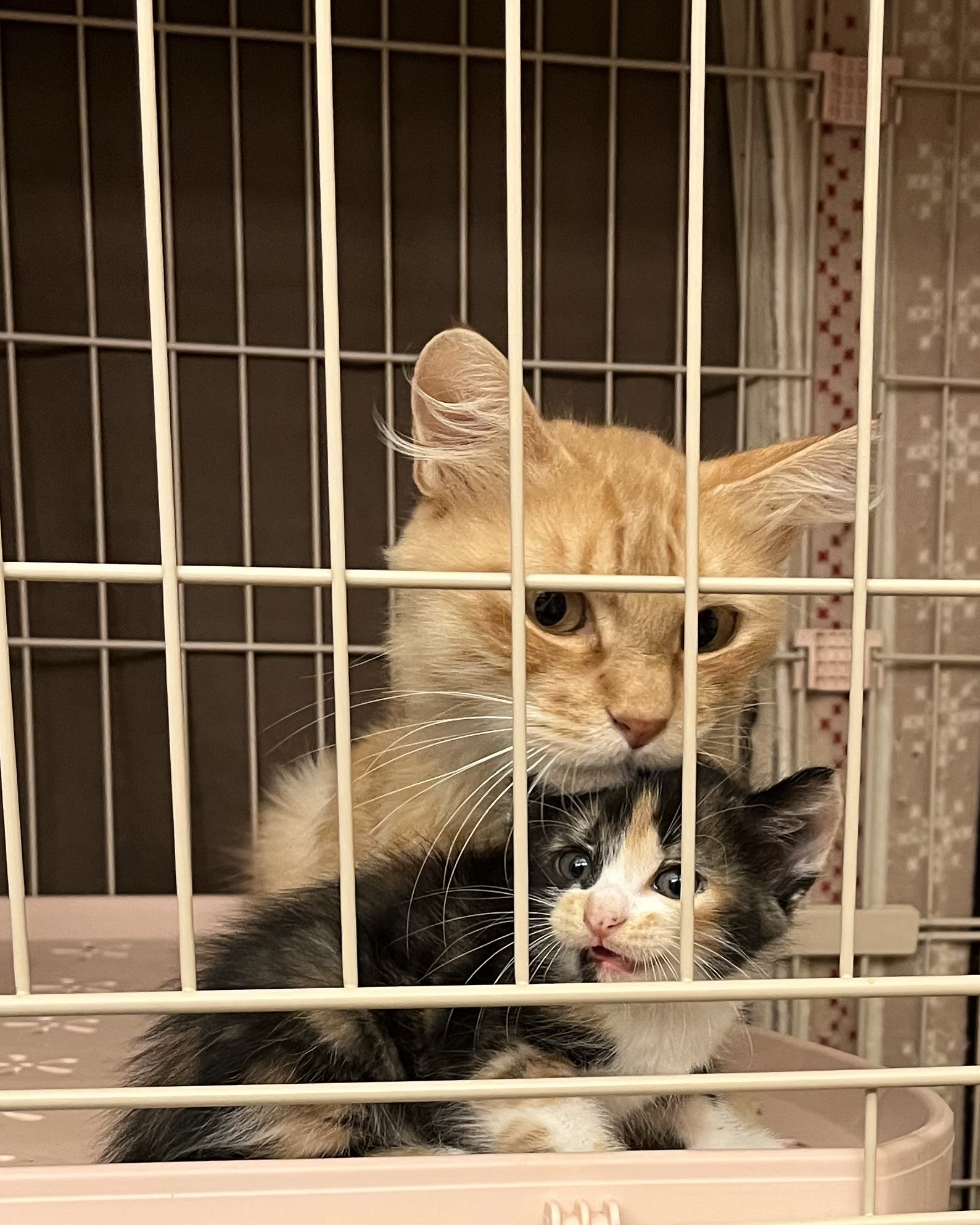 陽葵（ひまり）ちゃん