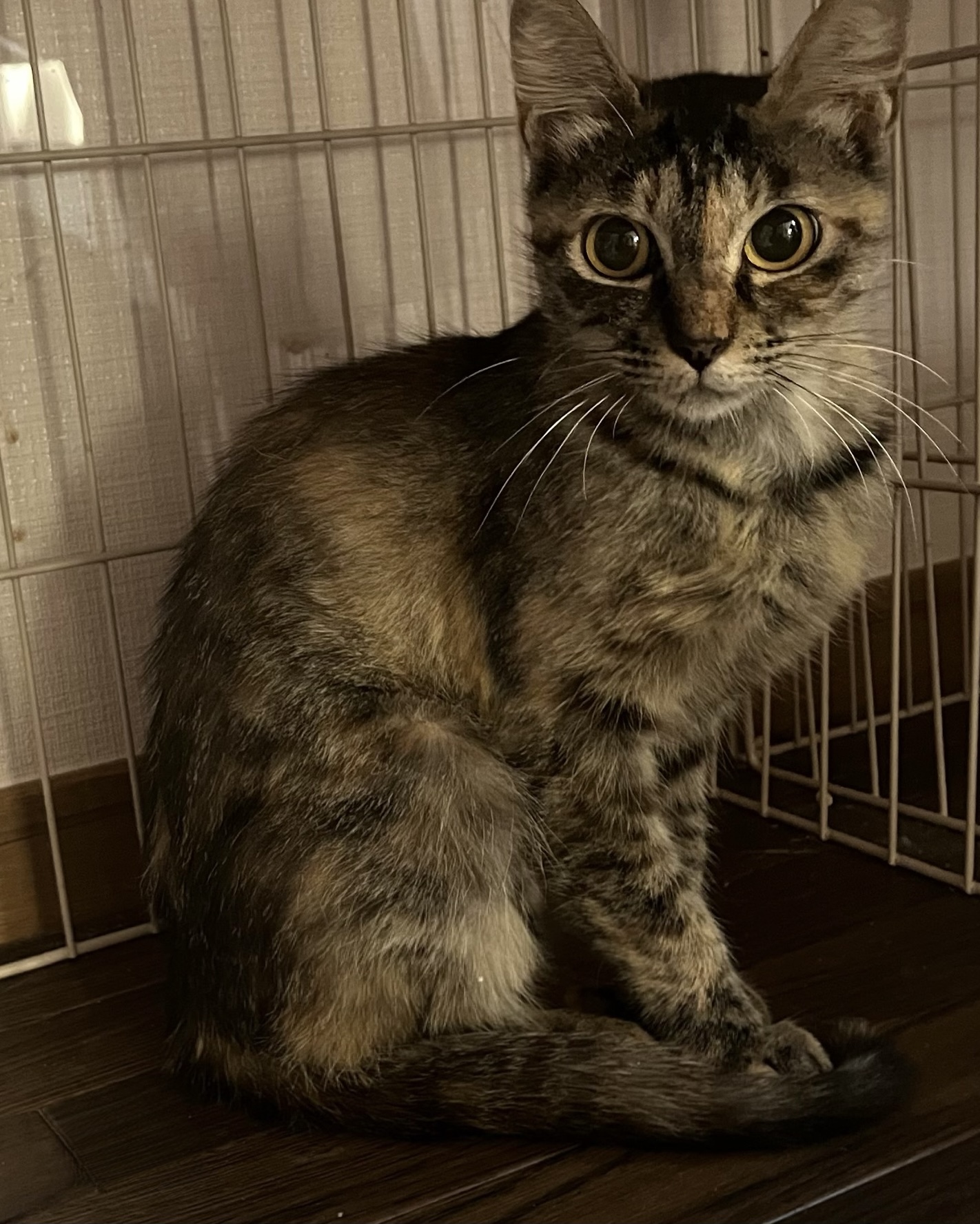 登録している生体