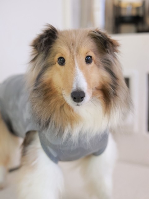 シェットランド・シープドッグ