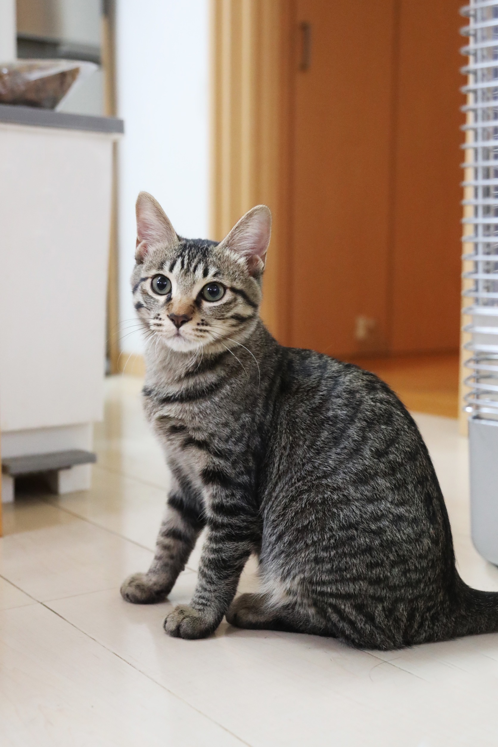 登録している生体