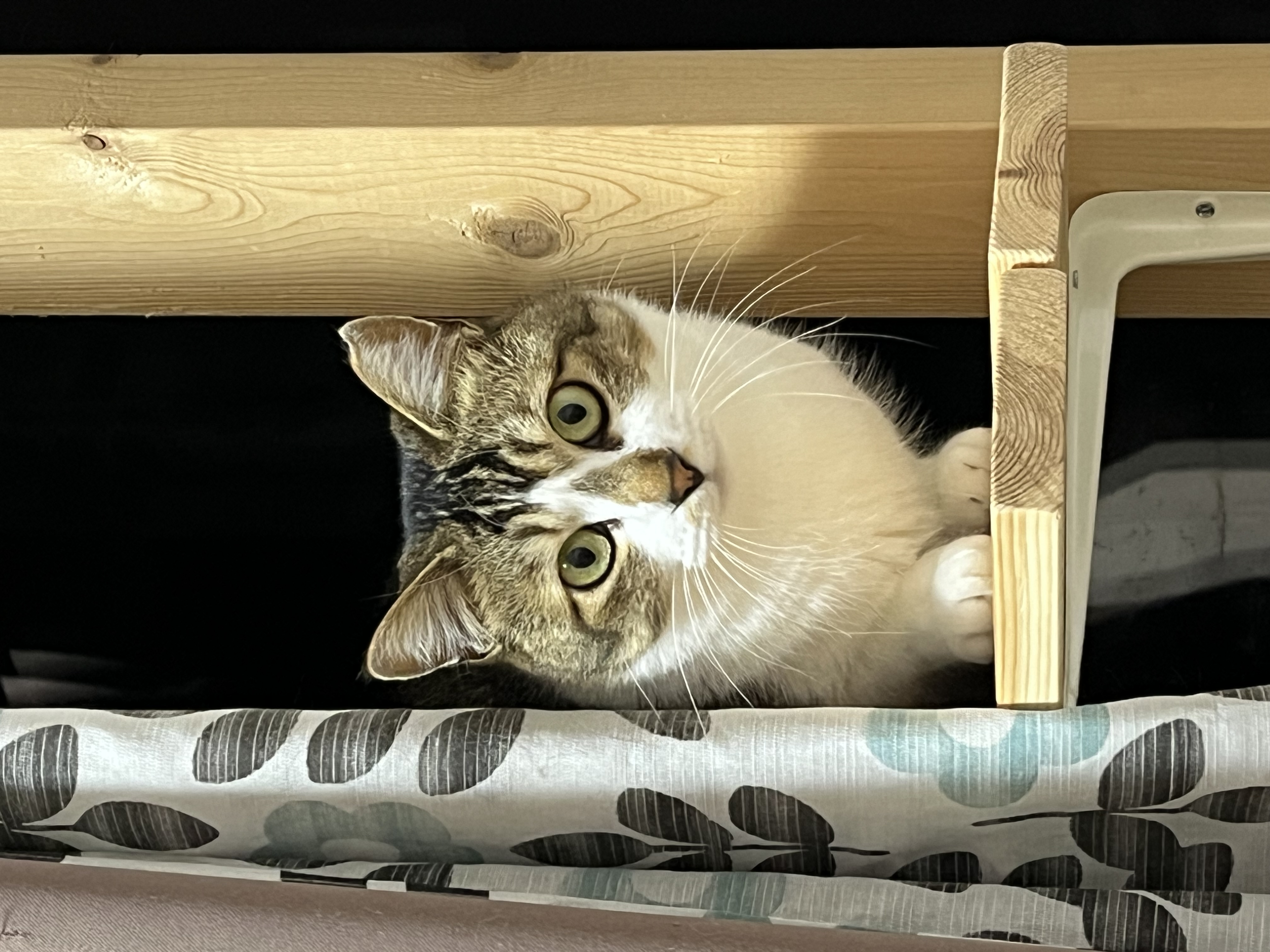 登録している生体