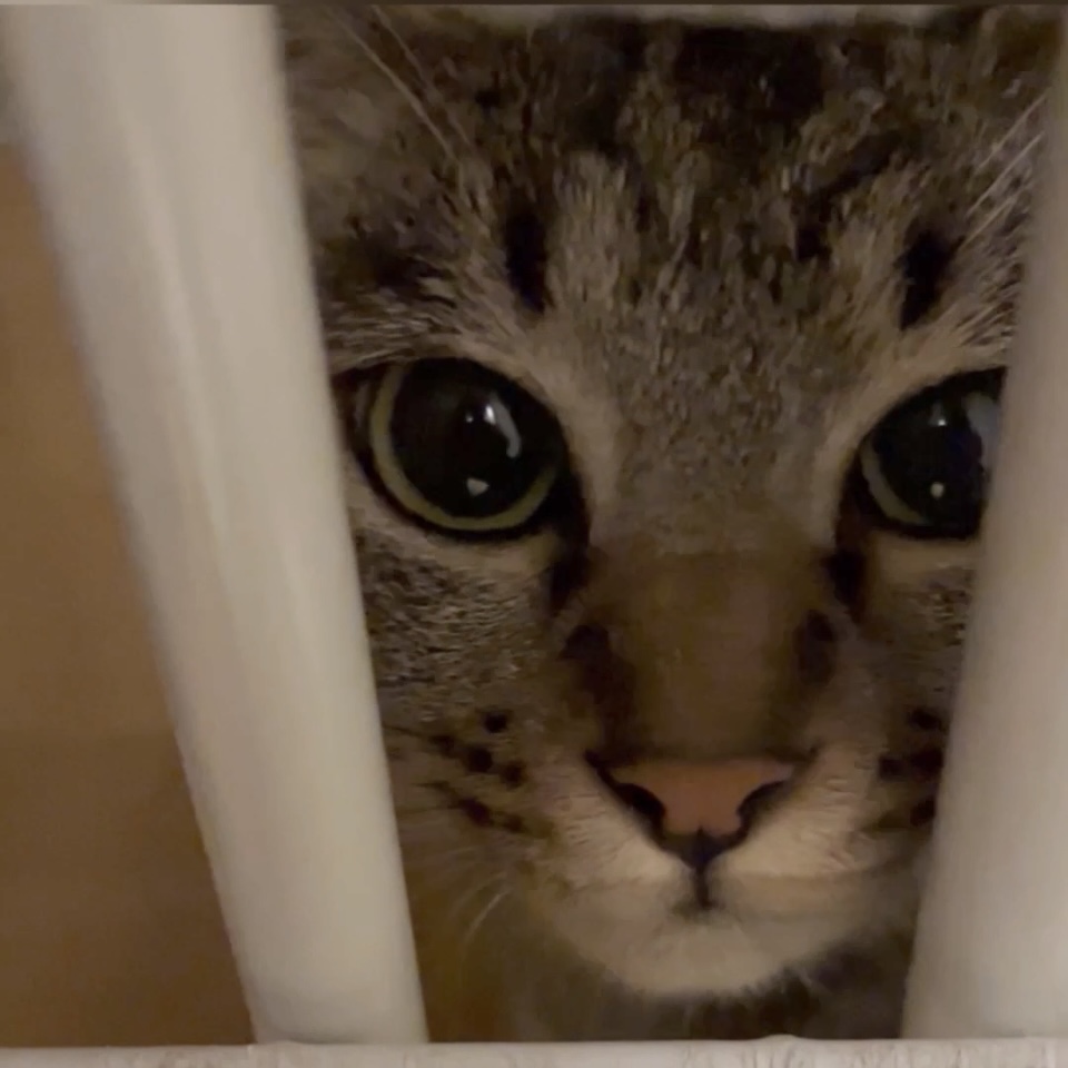 登録している生体