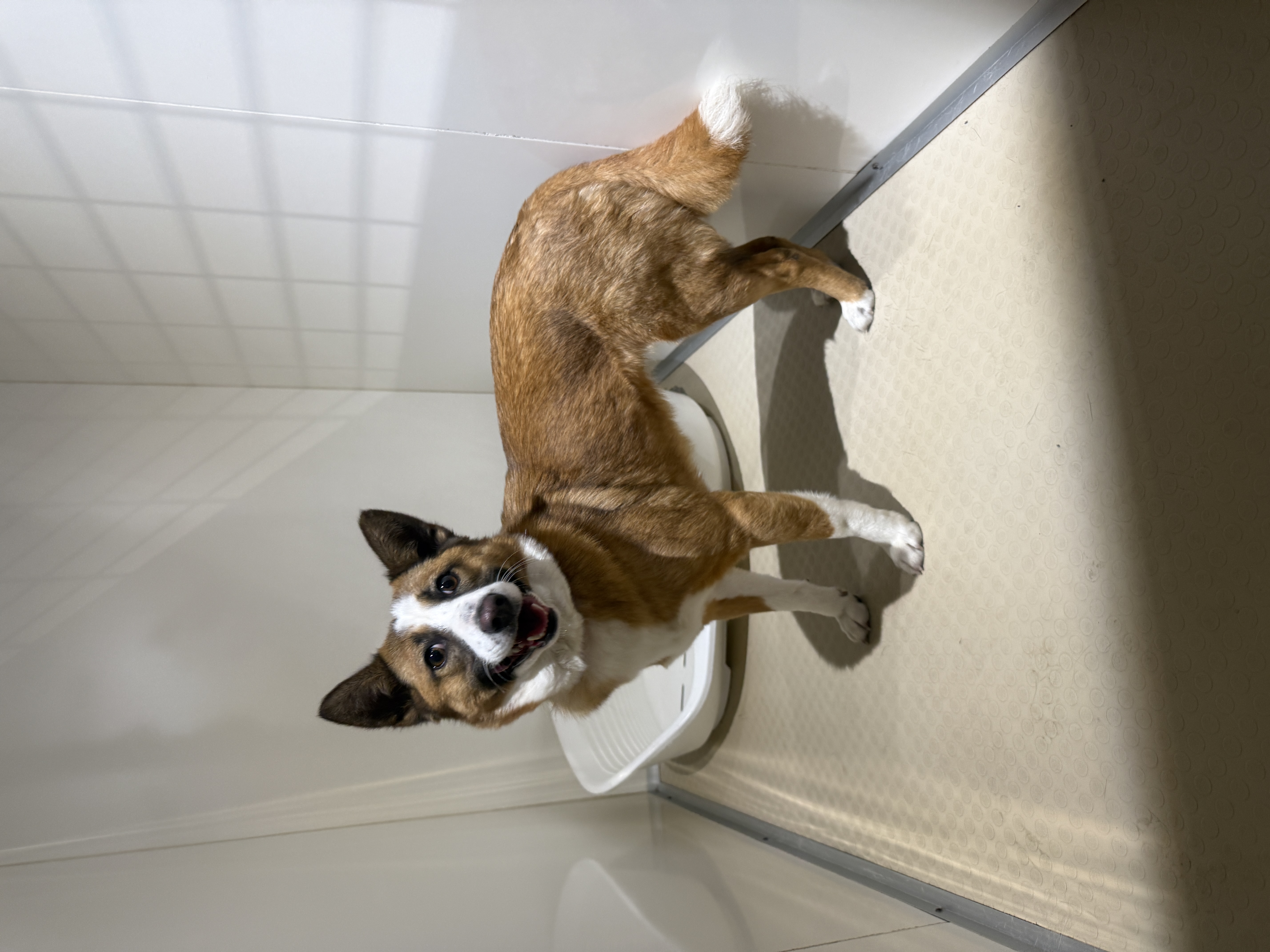 まき🌷福山譲渡センター