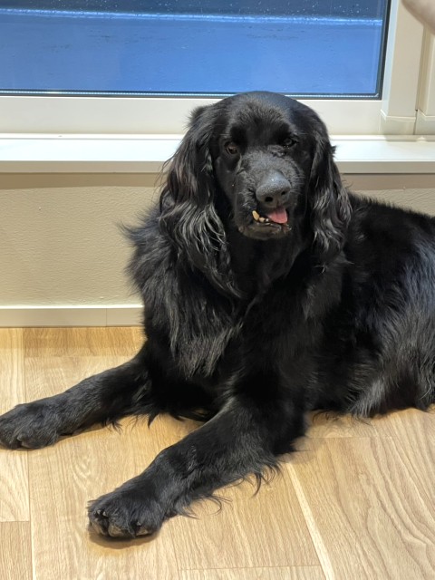 フラットコーテッド・レトリーバー