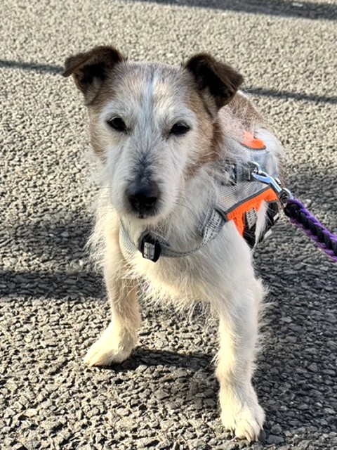 ジャック・ラッセル・テリア