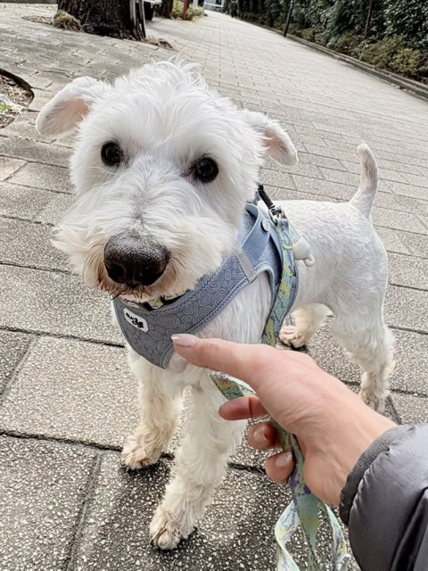 ミニチュア・シュナウザー