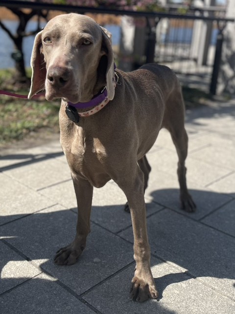 登録している生体