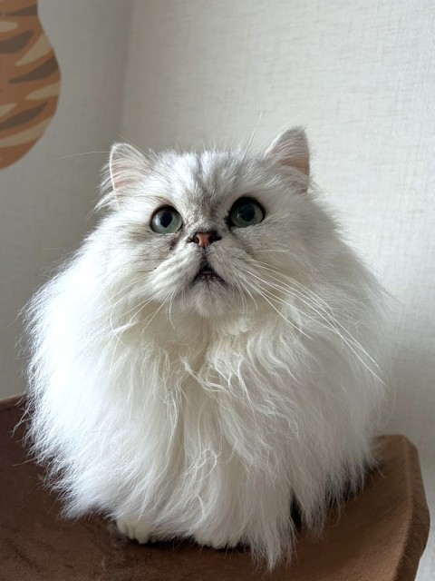 イケメン