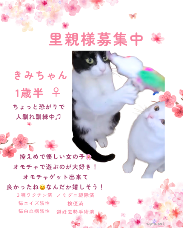 きみちゃん