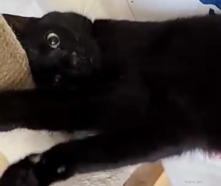 愛（あい）ちゃん