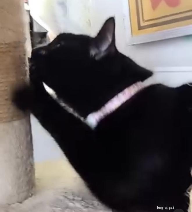 愛（あい）ちゃん