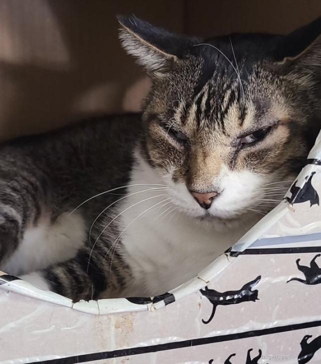 大（ダイ）ちゃん